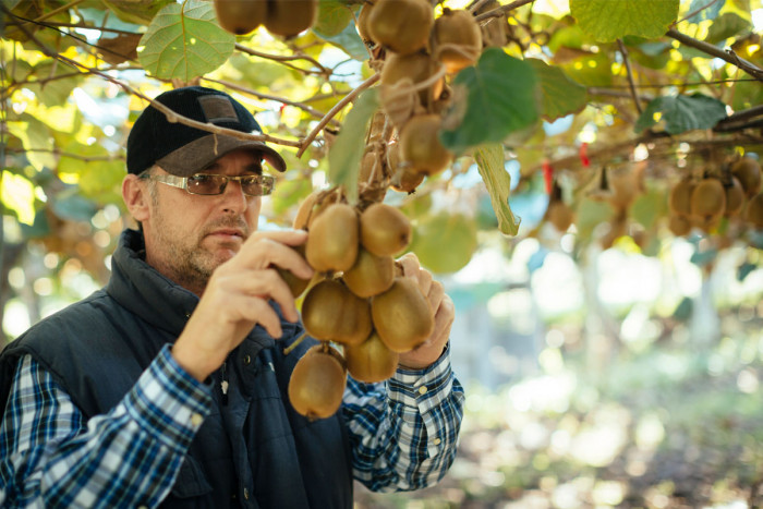 Kiwifruit orchard farmer/manager checking the quality of fruit
