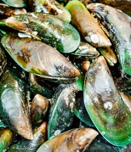 Greenshelled mussels