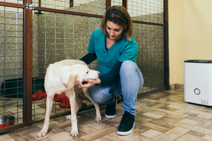 A woman wearing surgical scrubs (protective clothing) kneels down to scratch a dog