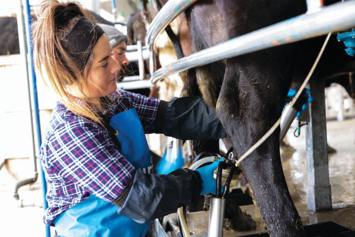 A sharemilker milking a cow in a milking shed 