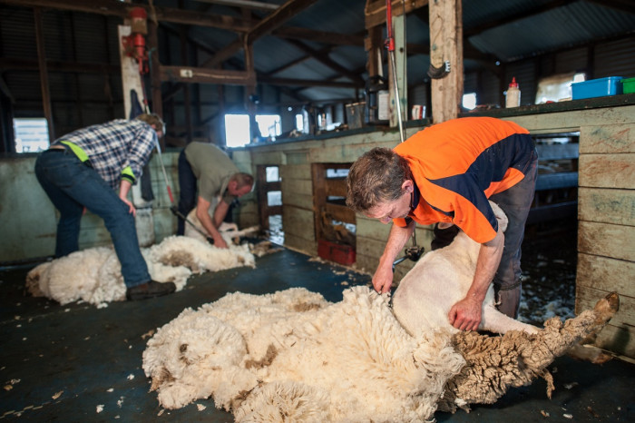 Men shearing sheep